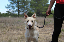 BENJI, Hund, Podenco-Mix in Spanien - Bild 9