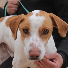 BOBI, Hund, Mischlingshund in Spanien - Bild 1