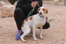 BOBI, Hund, Mischlingshund in Spanien - Bild 7