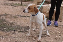 BOBI, Hund, Mischlingshund in Spanien - Bild 8