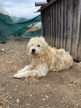 ALBO, Hund, Mischlingshund in Rumänien - Bild 10