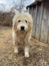 ALBO, Hund, Mischlingshund in Rumänien - Bild 11