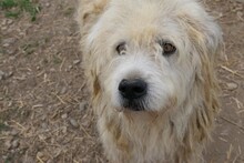 ALBO, Hund, Mischlingshund in Rumänien - Bild 12