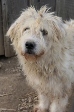 ALBO, Hund, Mischlingshund in Rumänien - Bild 6