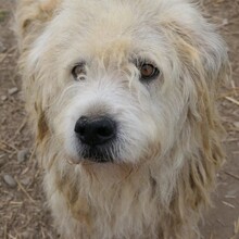 ALBO, Hund, Mischlingshund in Rumänien - Bild 7