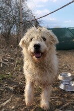 ALBO, Hund, Mischlingshund in Rumänien - Bild 8