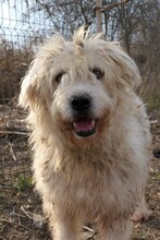 ALBO, Hund, Mischlingshund in Rumänien - Bild 9