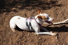 NEBULA, Hund, Podenco in Spanien - Bild 10