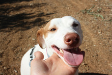 NEBULA, Hund, Podenco in Spanien - Bild 11