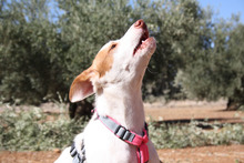 NEBULA, Hund, Podenco in Spanien - Bild 12