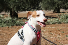 NEBULA, Hund, Podenco in Spanien - Bild 13