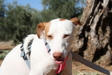 NEBULA, Hund, Podenco in Spanien - Bild 14