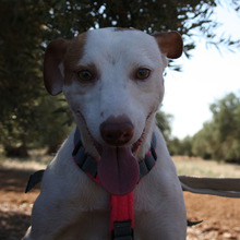 NEBULA, Hund, Podenco in Spanien - Bild 2