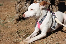 NEBULA, Hund, Podenco in Spanien - Bild 3