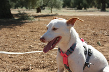 NEBULA, Hund, Podenco in Spanien - Bild 4