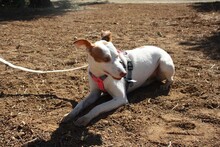 NEBULA, Hund, Podenco in Spanien - Bild 5