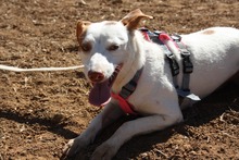 NEBULA, Hund, Podenco in Spanien - Bild 6