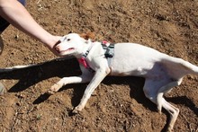 NEBULA, Hund, Podenco in Spanien - Bild 7