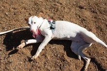 NEBULA, Hund, Podenco in Spanien - Bild 8