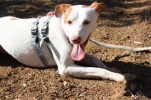 NEBULA, Hund, Podenco in Spanien - Bild 9