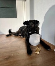 OREO, Hund, Mischlingshund in Attendorn - Bild 1