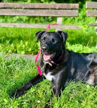 OREO, Hund, Mischlingshund in Attendorn - Bild 2