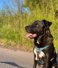 OREO, Hund, Mischlingshund in Attendorn - Bild 3