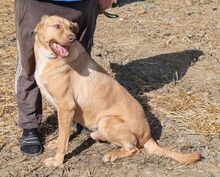 BOBITA, Hund, Mischlingshund in Rumänien - Bild 2