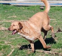 BOBITA, Hund, Mischlingshund in Rumänien - Bild 5