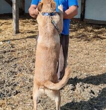 BOBITA, Hund, Mischlingshund in Rumänien - Bild 6