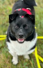 BOOMER, Hund, Mischlingshund in Stühlingen - Bild 1