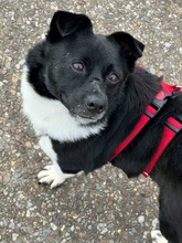 BOOMER, Hund, Mischlingshund in Stühlingen - Bild 13