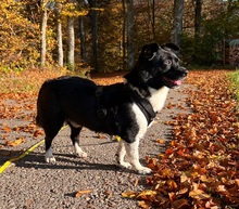 BOOMER, Hund, Mischlingshund in Stühlingen - Bild 6