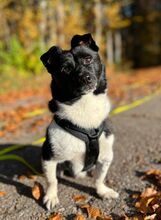 BOOMER, Hund, Mischlingshund in Stühlingen - Bild 9