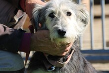 SMORCA, Hund, Bearded Collie-Mix in Rumänien - Bild 1