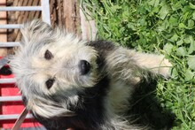 SMORCA, Hund, Bearded Collie-Mix in Rumänien - Bild 2