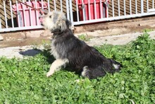 SMORCA, Hund, Bearded Collie-Mix in Rumänien - Bild 3