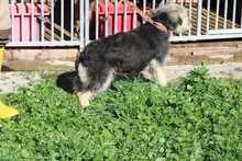 SMORCA, Hund, Bearded Collie-Mix in Rumänien - Bild 4