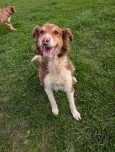 CHARLIE, Hund, Collie-Mix in Bosnien und Herzegowina