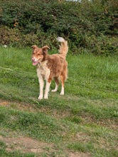 CHARLIE, Hund, Collie-Mix in Bosnien und Herzegowina - Bild 3