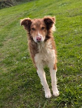 CHARLIE, Hund, Collie-Mix in Wächtersbach - Bild 2