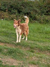 CHARLIE, Hund, Collie-Mix in Wächtersbach - Bild 3
