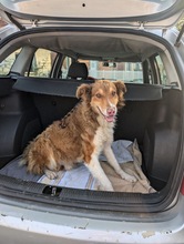 CHARLIE, Hund, Collie-Mix in Wächtersbach - Bild 4