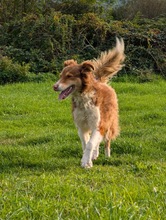 CHARLIE, Hund, Collie-Mix in Wächtersbach - Bild 5