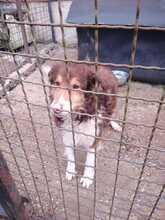 CHARLIE, Hund, Collie-Mix in Wächtersbach - Bild 6