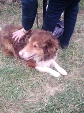 CHARLIE, Hund, Collie-Mix in Wächtersbach - Bild 7