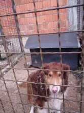 CHARLIE, Hund, Collie-Mix in Wächtersbach - Bild 8