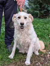 KESSI, Hund, Golden Retriever-Mix in Bosnien und Herzegowina