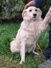 KESSI, Hund, Golden Retriever-Mix in Bosnien und Herzegowina - Bild 2