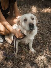 STARSKY, Hund, Labrador-Mix in Wunstorf - Bild 11